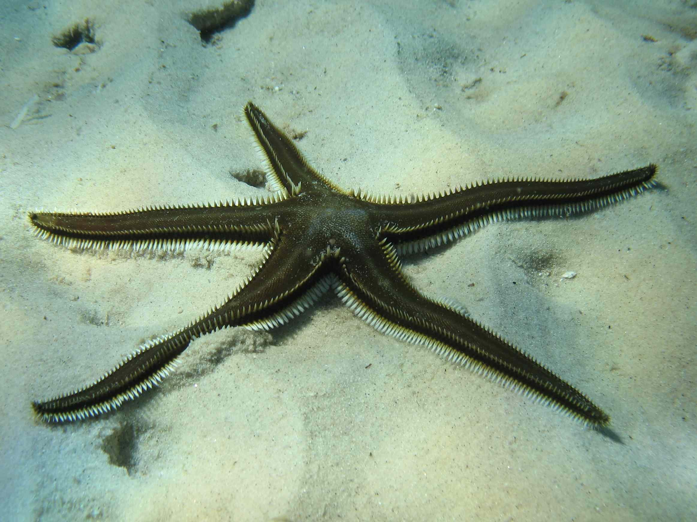 Astropecten bispinosus e Astropecten platyacanthus